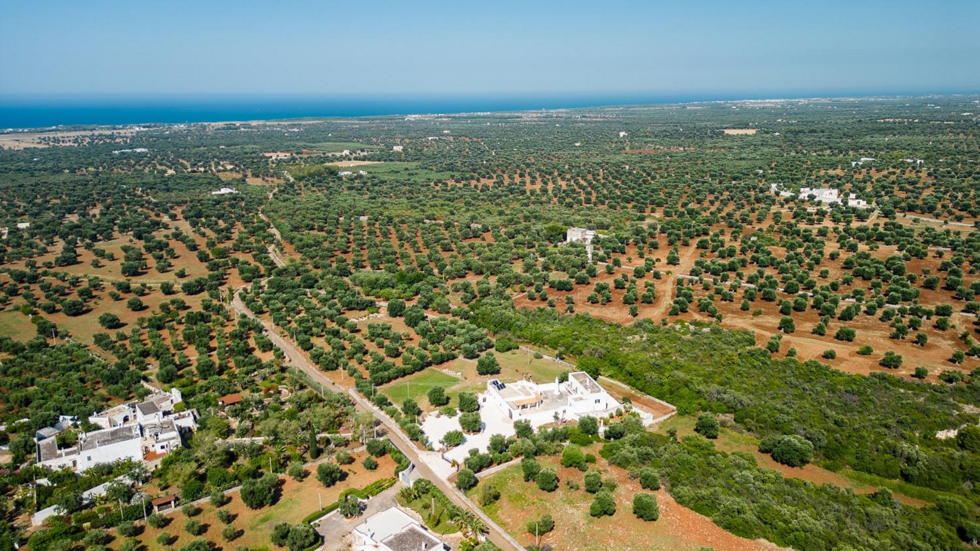 Masseria Abadia Uno Ostuni Zewnętrze zdjęcie